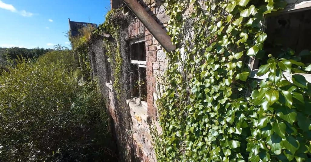 Dense vegetation surrounding derelict building