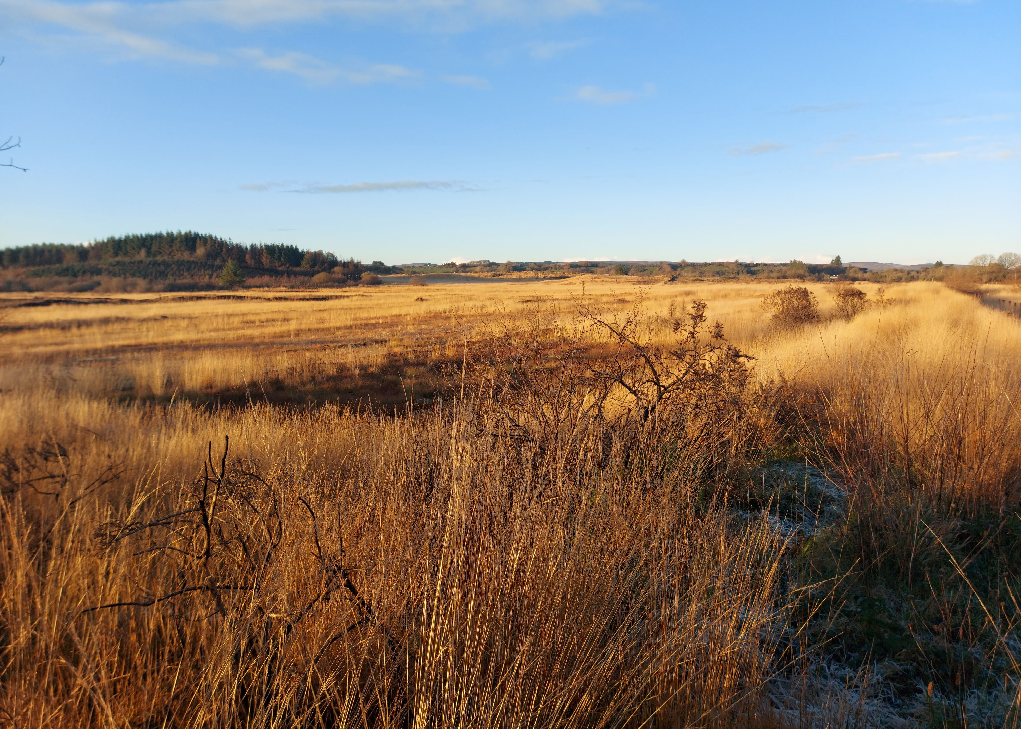 A section of old bog land