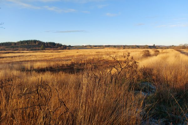 A section of old bog land