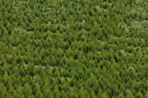 An aerial view of a forestry plantation captured with a drone