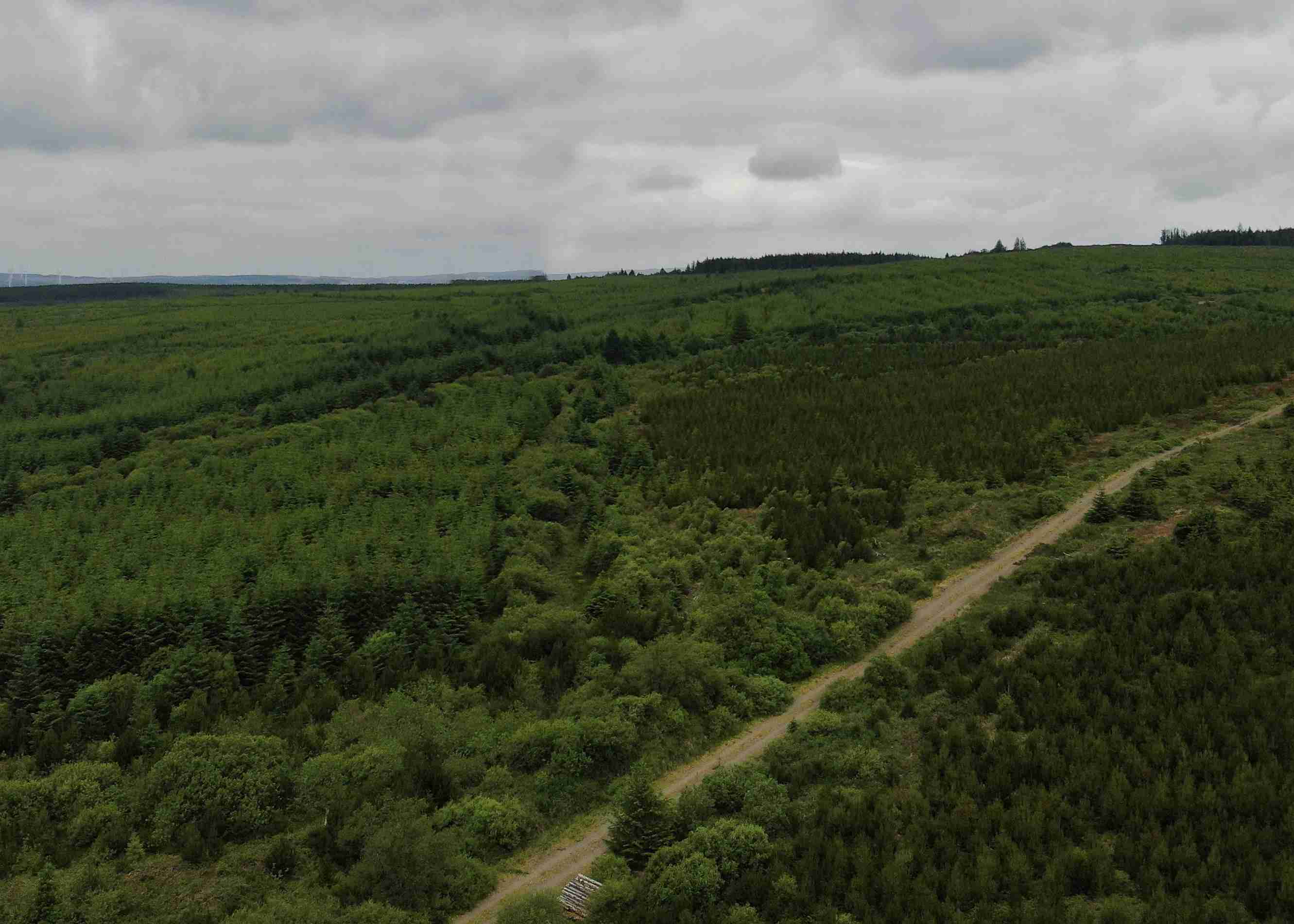 A section of forestry with a road