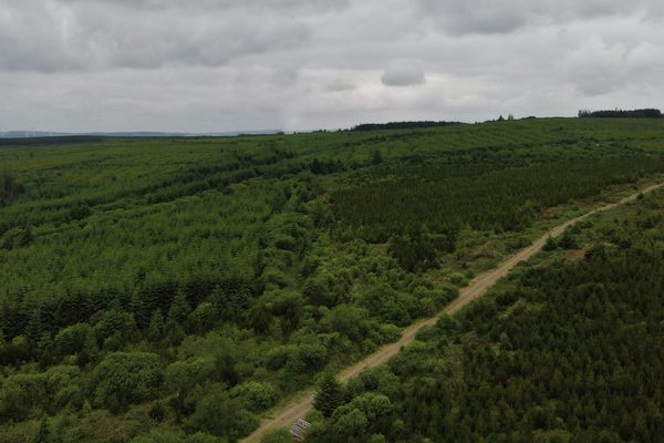 A section of forestry with a road