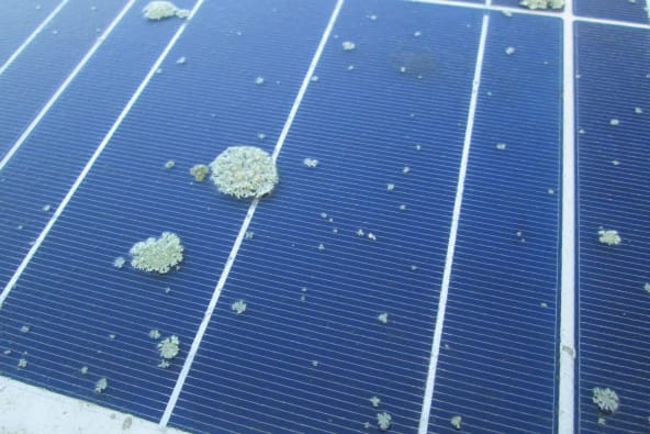 Biological growth on a solar array as seen by a drone