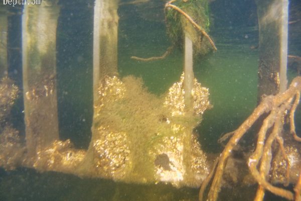 Underwater inspection image of a heavily encrusted grating — marine biofouling can mask underlying concrete spalling and steel pitting, and increase hydrodynamic drag on bridge piers during fast currents and tidal flows